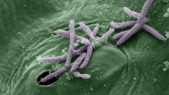 Микробиологи обнаружили бактерии с суперспособностями