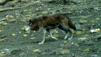 Биологи сфотографировали и изучили ДНК редчайшего волка Земли
