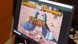 Pekken – разборки голубей в стиле Tekken