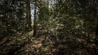 Лес на движке Unreal Engine 5 с трассировкой лучей выглядит невероятно